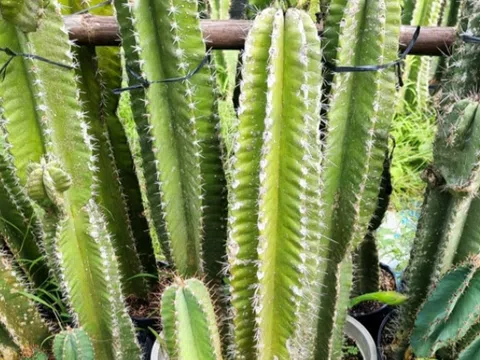 4 loài cây vừa ngăn rắn vừa mang vận may cho ngôi nhà, nhà nào cũng nên trồng