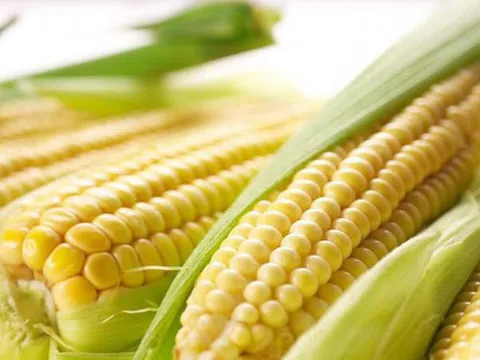 Ngô là món rất "độc" với những người này, chớ dại ăn nhiều kẻo hối hận