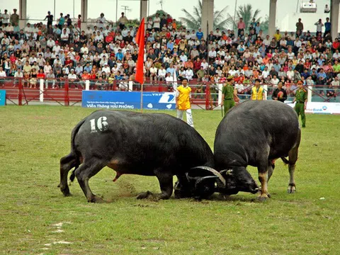 Chuyện “Ông Trâu” ở Đồ Sơn