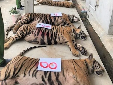 Vụ bắt 17 con hổ nuôi nhốt trái phép ở Nghệ An: Chủ nhà có thể bị xử lý thế nào?