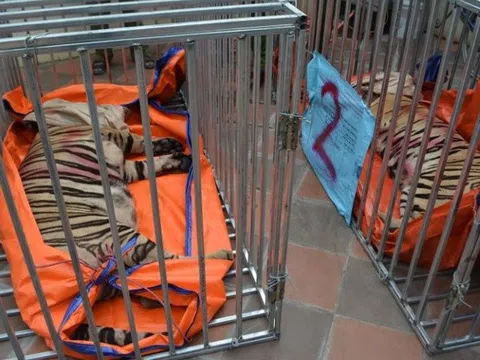 Vụ bắt 17 con hổ nuôi nhốt trái phép ở Nghệ An: Tạm giữ 2 chủ cơ sở