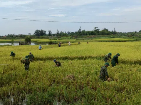 Xúc động mùa giãn cách: Áo xanh bộ đội trên cánh đồng vàng