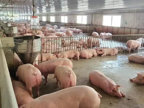 Giá lợn hơi giảm sâu, nhiều người nông dân “đứng ngồi không yên”