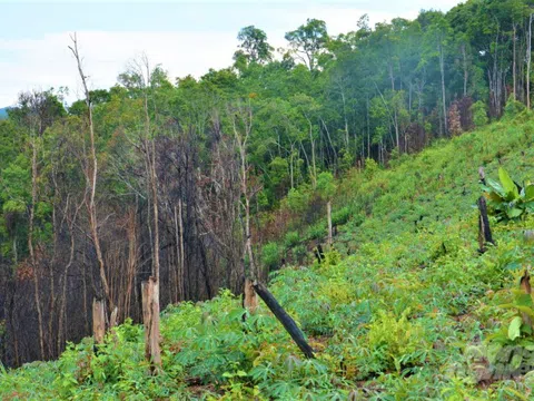Thanh tra Chính phủ kết luận sai phạm đất ở Đồng Nai gần 500 tỷ đồng