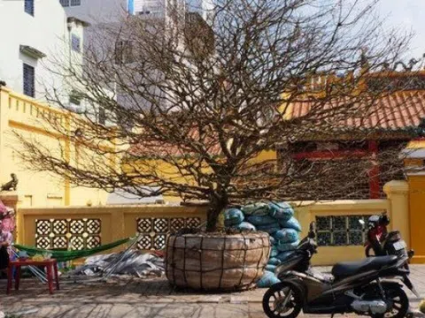 Cây mai vàng hơn 50 tuổi được đại gia chốt giá 4 tỷ đồng, đẹp cỡ nào?