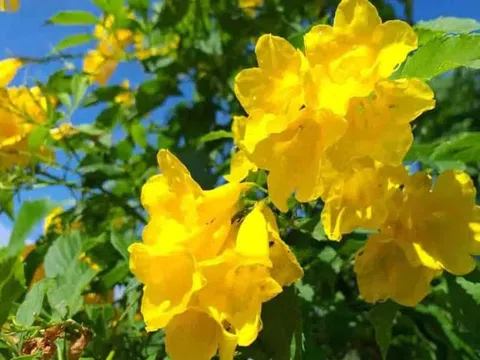6 loại cây cảnh đẹp nhưng tuyệt đối không trồng trong nhà