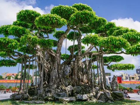 Choáng ngợp trước những siêu cây cảnh vượng tài lộc, giá hàng trăm tỷ đồng