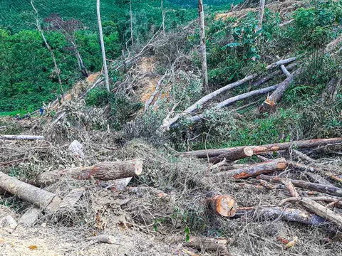 Lâm Đồng: Bắt 7 đối tượng phá rừng mang nhiều vũ khí