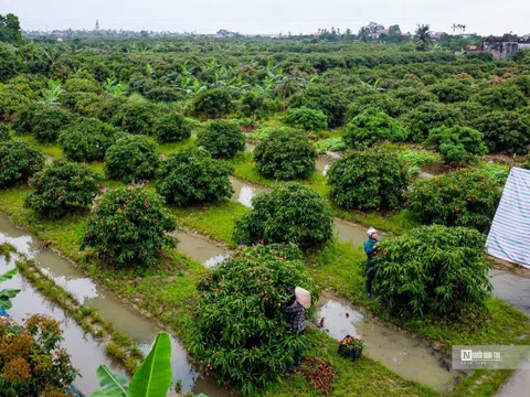 Hải Dương: Vải chín sớm, nông dân Thanh Hà bội thu