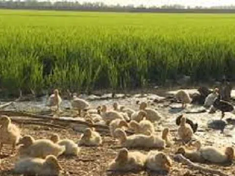 Diễn biến mới nhất vụ 1.600 con vịt tràn vào ruộng lúa, 101 con bị đánh chết