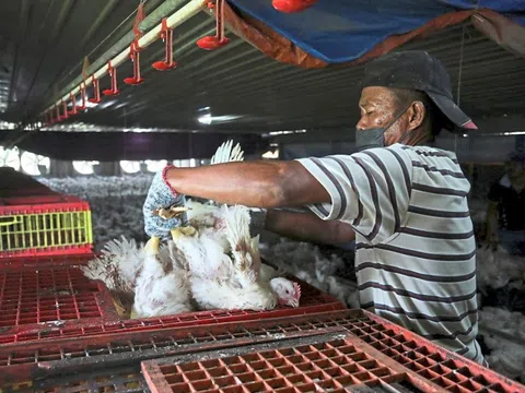 Malaysia báo tin vui cho những người mê cơm gà Singapore