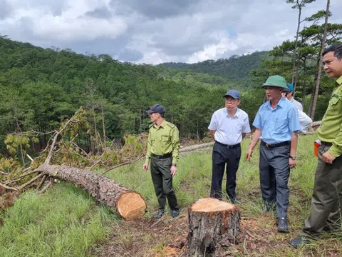 Lâm Đồng: Khởi tố đối tượng phá rừng thông lớn nhất Tp.Đà Lạt