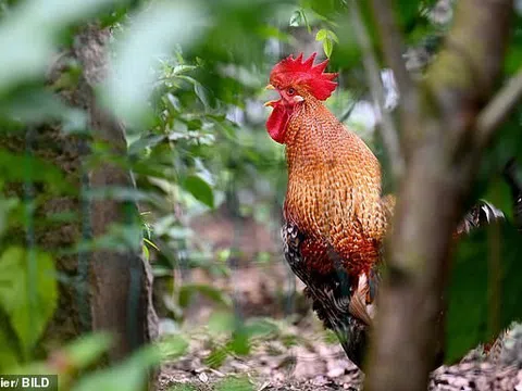 Hy hữu chuyện gà trống gáy tới 200 lần mỗi ngày, chủ nhân bị hàng xóm kiện ra tòa