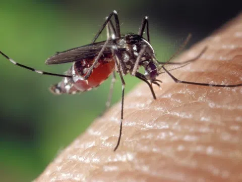 Những lý do thú vị khiến bạn thường xuyên bị muỗi đốt nhiều hơn người khác