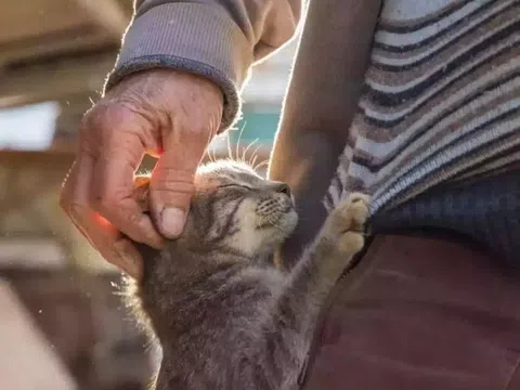 Mèo cưng bất ngờ trở về sau 9 năm mất tích khiến cả gia đình chủ sửng sốt