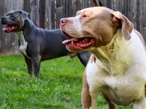 Xót xa hai đứa trẻ tử vong do bị chó pitbull của gia đình tấn công