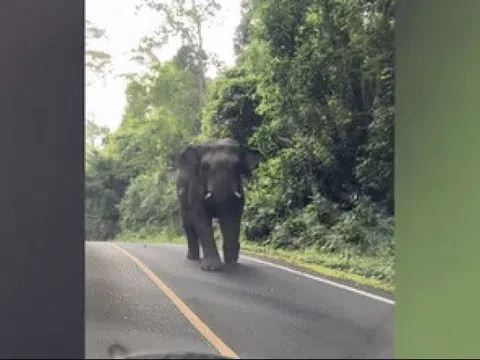 Chú voi bất ngờ lao ra đường chặn đầu xe du khách, hành động sau đó khiến ai nấy đều bất ngờ