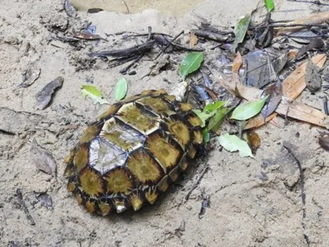 Phát hiện rùa quý hiếm cực đẹp ở Hòn Bà
