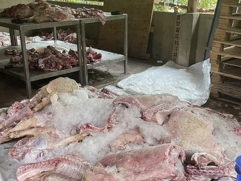 Phát hiện, tiêu hủy hơn 1,7 tấn thịt lợn đã biến đổi màu sắc, hôi thối