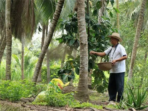 Bến Tre: Giá dừa khô tăng trở lại, nông dân phấn khởi