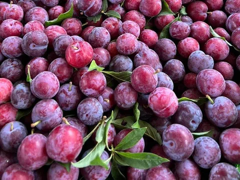 “Mận cherry” giá rẻ siêu đắt khách