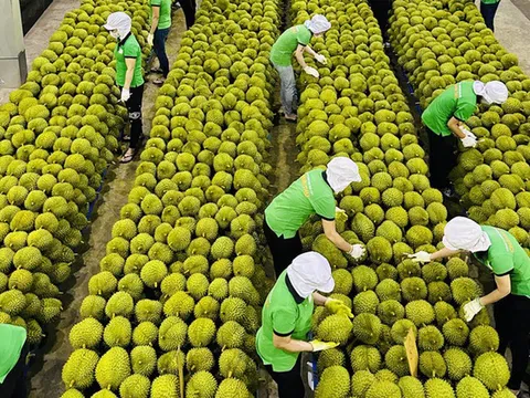 "Đường đua" cán mốc 4 tỷ USD cho xuất khẩu rau quả