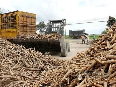 Trung Quốc chi số tiền lớn để mua trên 1 triệu tấn sắn của Việt Nam