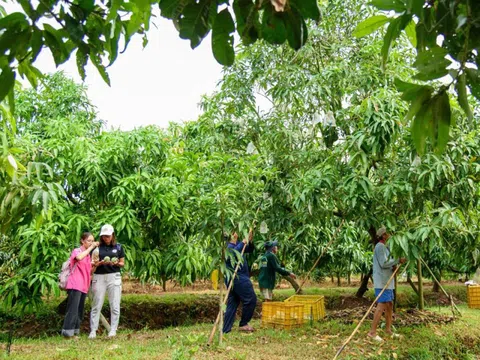 Đồng Tháp: Cải tiến sản xuất, nâng cao chuỗi giá trị ngành hàng xoài