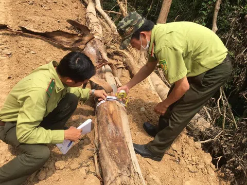 Cơ quan chức năng báo cáo gì vụ phá rừng tự nhiên phục vụ cao tốc?