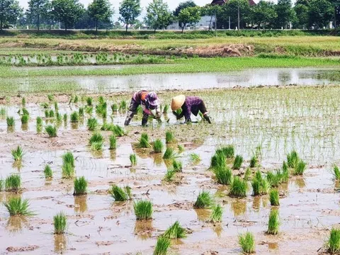 Giá phân bón giảm, nông dân hứng khởi vào vụ mới