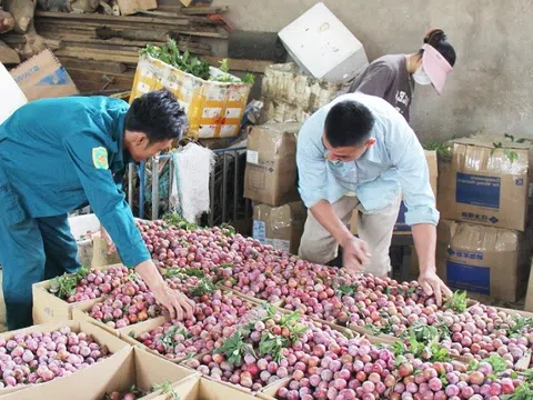 Đưa mận Sơn La vào suất ăn hàng không Việt Nam