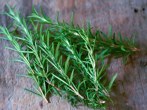 Công dụng tuyệt vời của cây hương thảo