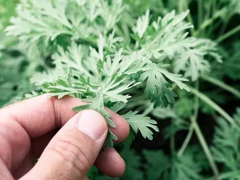 Đánh bay những nốt mụn đáng ghét bằng các loại lá có sẵn ngoài tự nhiên