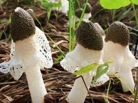 Loại nấm được gọi là "nấm tiên" có giá trị dinh dưỡng cao, giá tiền triệu một cân