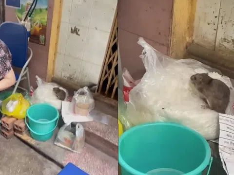 Sự thật về đoạn video chú chuột to đùng ngồi chễm chệ trên túi bún ở Hà Nội