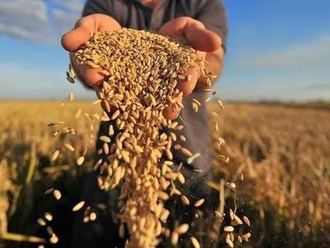 Thị trường lương thực toàn cầu và phản ứng trước việc thêm 2 quốc gia cấm xuất khẩu gạo