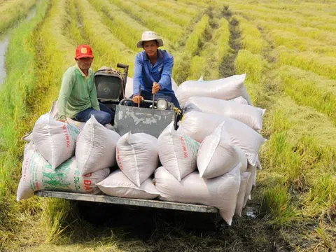 Giá gạo: Biến động trên thị trường thế giới và thời cơ của gạo Việt