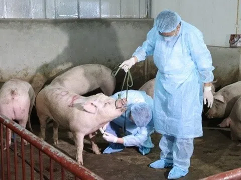 Việt Nam sắp xuất khẩu 2 triệu liều vắc-xin dịch tả lợn châu Phi