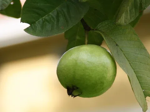 Bất ngờ với công dụng tuyệt vời từ nước lá ổi
