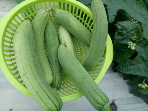 Được mệnh danh là “nhân sâm của người nghèo”, thứ quả này nhà nào cũng ăn nhưng không để ý