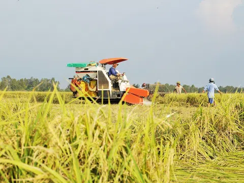 Vào vụ mùa giá lúa tăng, nông dân đừng vội xuống giống