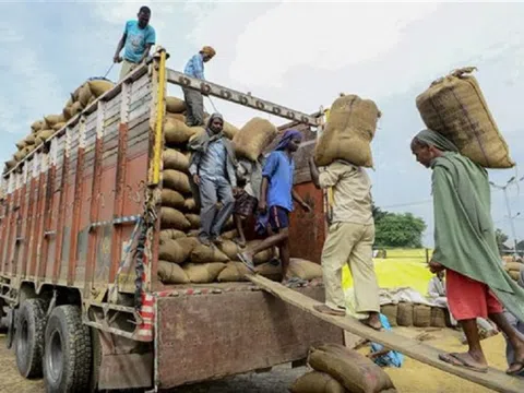 Ấn Độ siết xuất khẩu gạo: Tác động mạnh tới nguồn cung toàn cầu