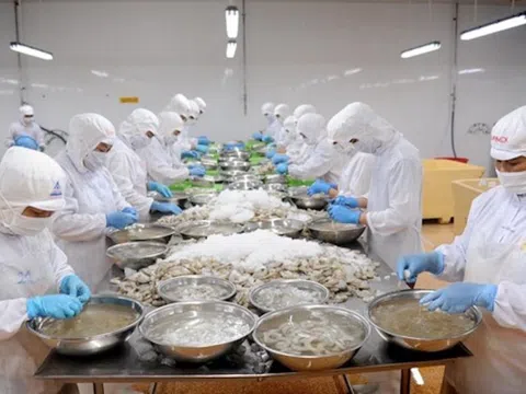 Kỳ vọng xuất khẩu tôm sang Nhật Bản trở lại “đường đua” tăng trưởng