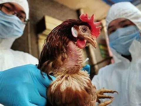 Chuyên gia chỉ ra cơ chế lây cúm A/H5N1 từ vật nuôi sang người