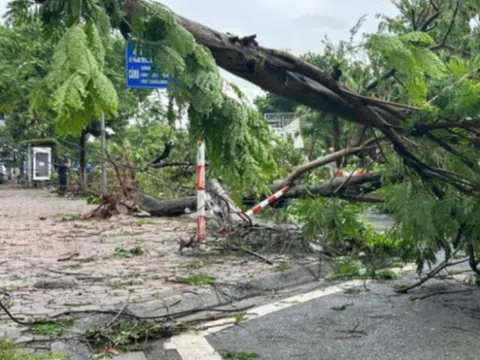 Hàng loạt cây xanh bị đổ gục trong bão: Chủ tịch Hà Nội chỉ đạo hoả tốc