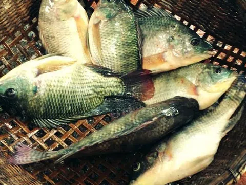 Loài cá bình dân bán khắp chợ Việt Nam nay trở thành “món hàng hot” trên thế giới nhờ một giá trị này