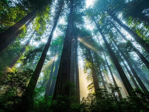 Bạn đã biết đến những cây gỗ đỏ cổ xưa cao nhất thế giới này chưa?