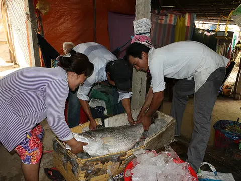 Ngư dân bắt được cá nghi sủ vàng, nặng 26 kg
