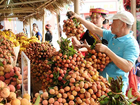 Hải Dương: Chủ động tìm đầu ra cho vải thiều