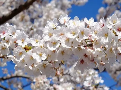 Sakura - hoa anh đào Nhật Bản liệu chăng chỉ có một loại ?